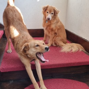 Otis und Sorena